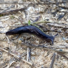 Deroceras laeve at Googong, NSW - 9 Oct 2021