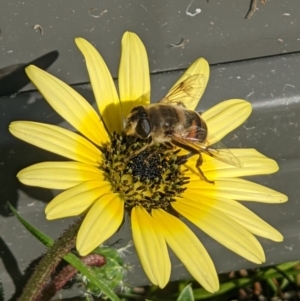 Eristalis tenax at Thurgoona, NSW - 9 Oct 2021 09:22 AM