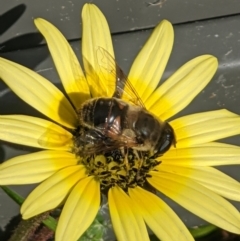 Eristalis tenax at Thurgoona, NSW - 9 Oct 2021 09:22 AM