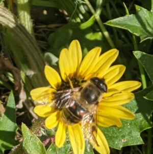 Eristalis tenax at Thurgoona, NSW - 9 Oct 2021 09:22 AM