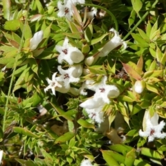 Leucopogon fraseri (Sharp Beard-heath) at Gibraltar Pines - 6 Oct 2021 by HarveyPerkins