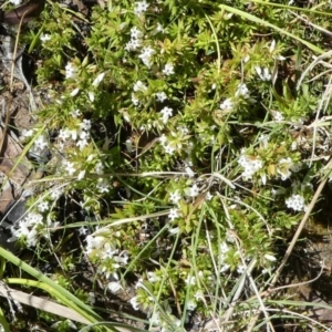 Styphelia nesophila at Paddys River, ACT - 6 Oct 2021