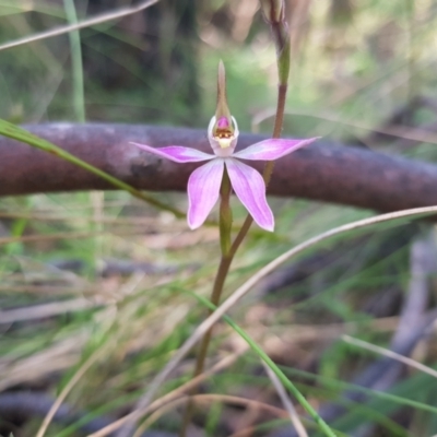 Caladenia carnea (Pink Fingers) at Paddys River, ACT - 8 Oct 2021 by byomonkey