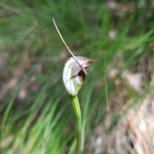 Pterostylis pedunculata at Paddys River, ACT - 8 Oct 2021