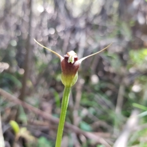 Pterostylis pedunculata at Paddys River, ACT - suppressed