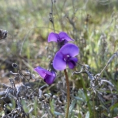 Swainsona behriana (Behr's Swainson-Pea) at Theodore, ACT - 9 Oct 2021 by Shazw