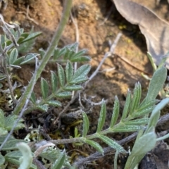 Swainsona behriana at Theodore, ACT - 9 Oct 2021 10:33 AM