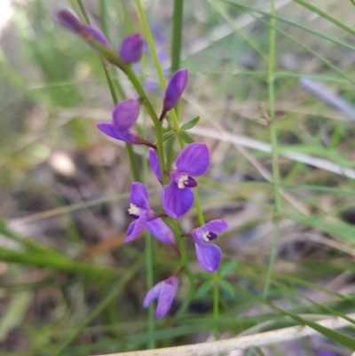 Comesperma volubile (Love Creeper) at Paddys River, ACT - 8 Oct 2021 by byomonkey