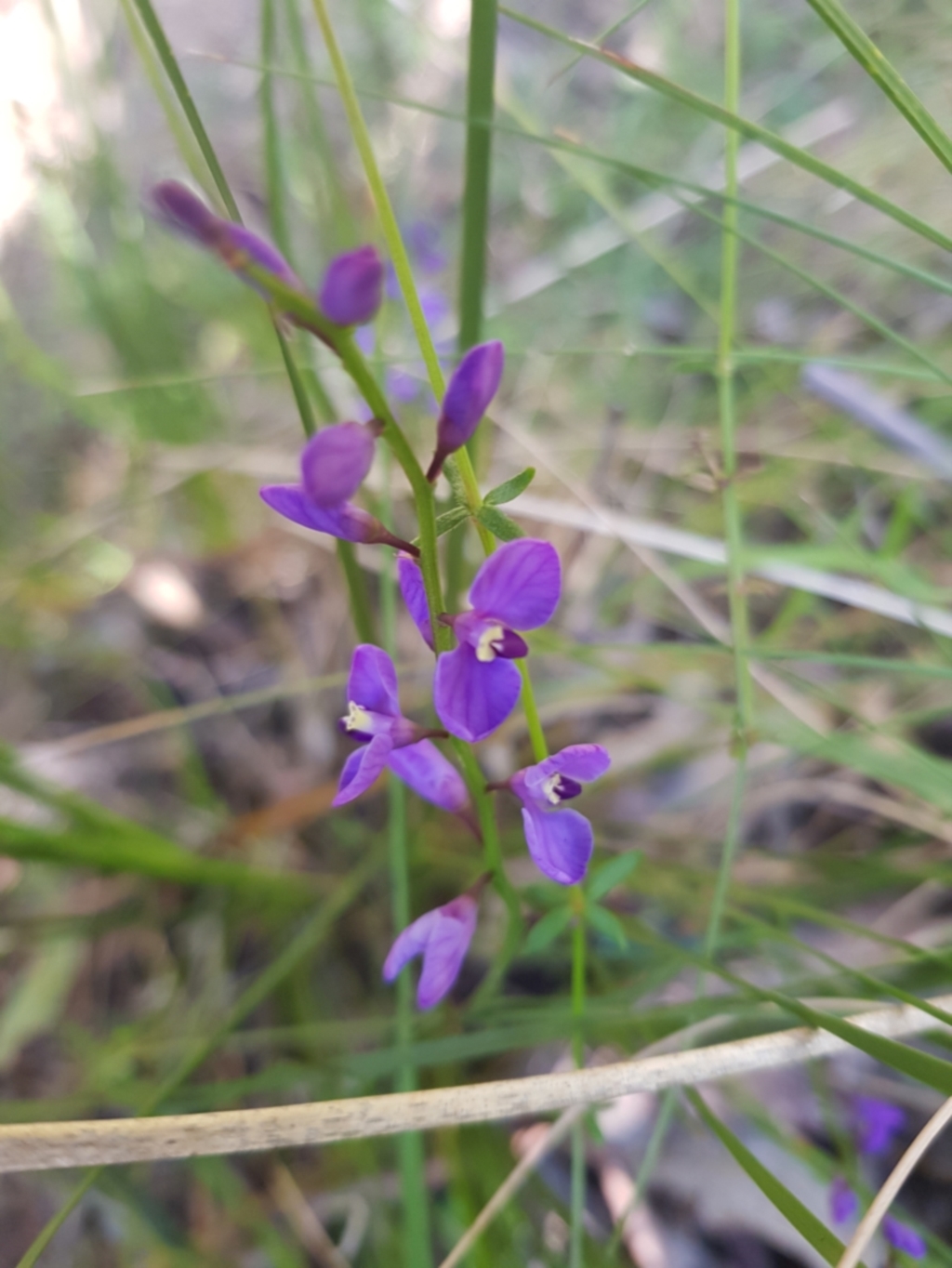 Comesperma volubile at Paddys River, ACT - 8 Oct 2021