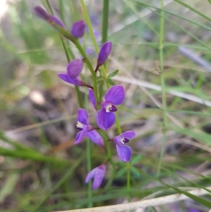 Comesperma volubile at Paddys River, ACT - 8 Oct 2021