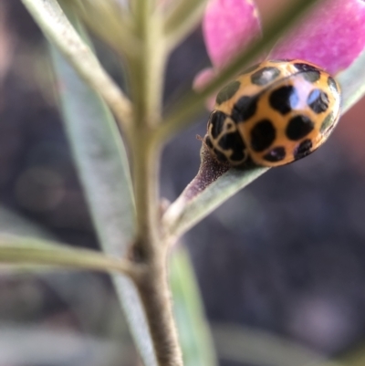 Harmonia conformis (Common Spotted Ladybird) at Belconnen, ACT - 8 Oct 2021 by Dora