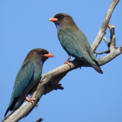 Eurystomus orientalis (Dollarbird) at Tuggeranong DC, ACT - 9 Oct 2021 by HelenCross