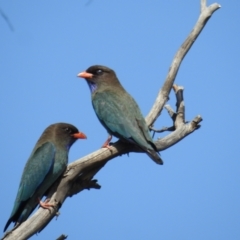 Eurystomus orientalis at Tuggeranong DC, ACT - suppressed