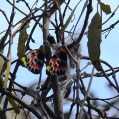 Delias harpalyce (Imperial Jezebel) at Tuggeranong DC, ACT - 8 Oct 2021 by HelenCross