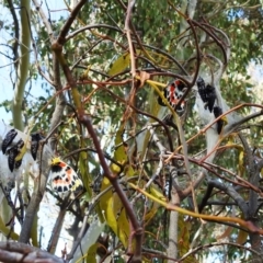 Delias harpalyce at Tuggeranong DC, ACT - suppressed