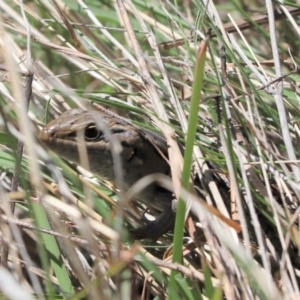 Liopholis whitii at Rendezvous Creek, ACT - 6 Oct 2021 12:09 PM