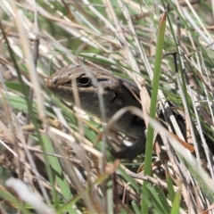 Liopholis whitii at Rendezvous Creek, ACT - 6 Oct 2021