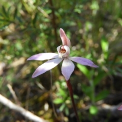 Caladenia fuscata (Dusky Fingers) at Tennent, ACT - 7 Oct 2021 by MatthewFrawley