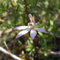 Caladenia fuscata (Dusky fingers) at Tennent, ACT - 7 Oct 2021 by MatthewFrawley