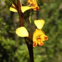 Diuris semilunulata (Late Leopard Orchid) at Tennent, ACT - 7 Oct 2021 by MatthewFrawley
