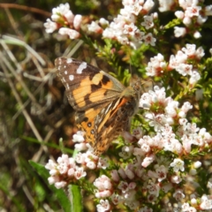 Vanessa kershawi (Australian Painted Lady) at Namadgi National Park - 7 Oct 2021 by MatthewFrawley