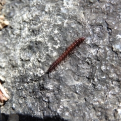 Diplopoda (class) (Unidentified millipede) at Tennent, ACT - 7 Oct 2021 by MatthewFrawley