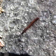 Diplopoda sp. (class) (Unidentified millipede) at Tennent, ACT - 7 Oct 2021 by MatthewFrawley