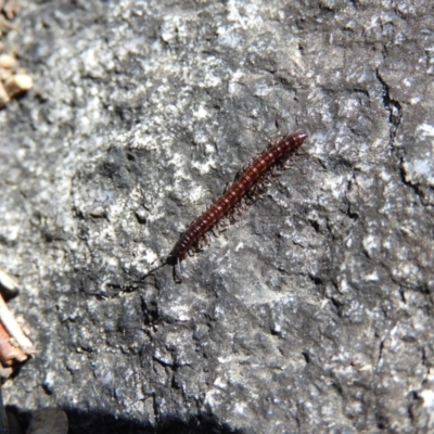 Diplopoda sp. (class) (Unidentified millipede) at Tennent, ACT - 7 Oct 2021 by MatthewFrawley