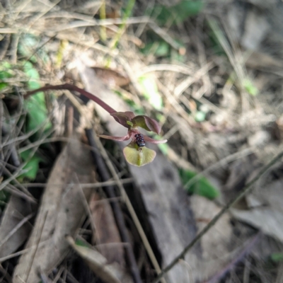 Chiloglottis trapeziformis (Diamond Ant Orchid) at Lower Boro, NSW - 8 Oct 2021 by MissFrench