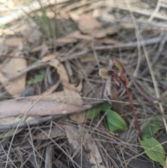 Chiloglottis trapeziformis at Lower Boro, NSW - 9 Oct 2021