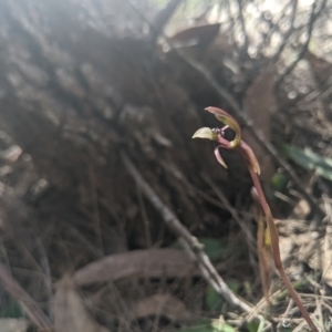 Chiloglottis trapeziformis at Lower Boro, NSW - suppressed