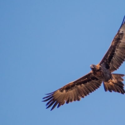 Aquila audax (Wedge-tailed Eagle) at Jerrabomberra, ACT - 30 Apr 2021 by ChrisAppleton