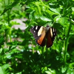 Vanessa itea (Yellow Admiral) at Holder, ACT - 7 Oct 2021 by Miranda