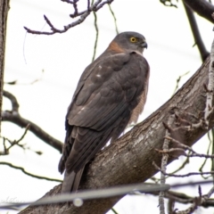 Tachyspiza cirrocephala (Collared Sparrowhawk) at Chapman, ACT - 28 Jun 2021 by ChrisAppleton