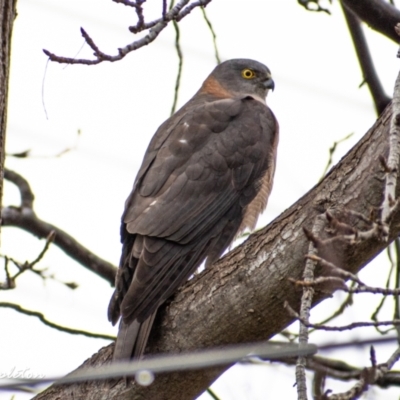 Tachyspiza cirrocephala (Collared Sparrowhawk) at Chapman, ACT - 28 Jun 2021 by ChrisAppleton