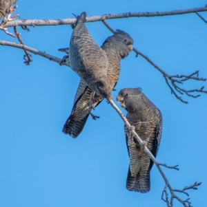 Callocephalon fimbriatum at Chapman, ACT - 5 Jul 2021