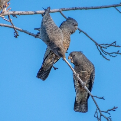 Callocephalon fimbriatum (Gang-gang Cockatoo) at Chapman, ACT - 5 Jul 2021 by ChrisAppleton