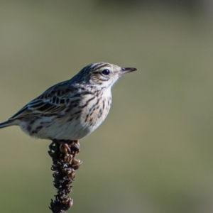 Anthus australis at Tuggeranong DC, ACT - 6 Oct 2021