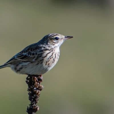 Anthus australis (Australian Pipit) at Tuggeranong DC, ACT - 6 Oct 2021 by Chris Appleton