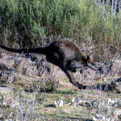 Wallabia bicolor (Swamp Wallaby) at Tuggeranong DC, ACT - 2 Aug 2021 by ChrisAppleton