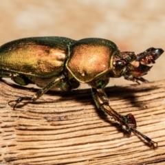 Lamprima aurata (Golden stag beetle) at Macgregor, ACT - 9 Oct 2021 by Roger