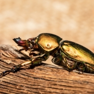 Lamprima aurata at Macgregor, ACT - 9 Oct 2021