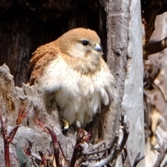 Falco cenchroides (Nankeen Kestrel) at Kama - 9 Oct 2021 by Kurt