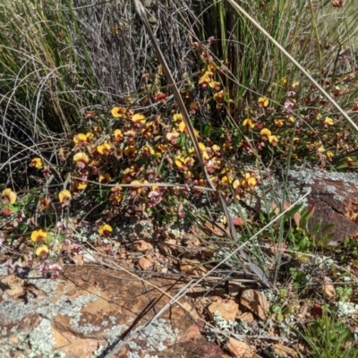 Bossiaea riparia at Michelago, NSW - 9 Oct 2021 by mainsprite