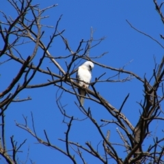 Elanus axillaris (Black-shouldered Kite) at Fyshwick, ACT - 8 Oct 2021 by MB