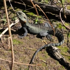 Intellagama lesueurii howittii (Gippsland Water Dragon) at Fyshwick, ACT - 9 Oct 2021 by MB