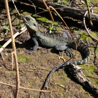 Intellagama lesueurii howittii (Gippsland Water Dragon) at Fyshwick, ACT - 8 Oct 2021 by MB