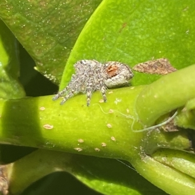Servaea sp. (genus) (Unidentified Servaea jumping spider) at Jerrabomberra, NSW - 9 Oct 2021 by SteveBorkowskis