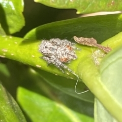 Servaea sp. (genus) at Jerrabomberra, NSW - 9 Oct 2021