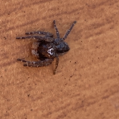 Servaea narraweena (A jumping spider) at Jerrabomberra, NSW - 9 Oct 2021 by Steve_Bok